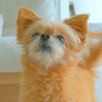 『今からおいじちゃんとおばあちゃんが来るよ』と犬に伝えた結果…想像を超えた『尊すぎる反応』が話題「本当に嬉しそう」「しっぽちぎれちゃう」