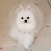 『エリザべスカラーを嫌がらないように…』犬を褒め続けた結果→あまりにも愛おしい行動が100万表示「TGC出演決定」「華麗すぎ」と称賛続々