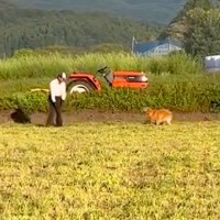 『犬を飼うことに反対していた父親』大型犬をお迎えした結果→思っていたのと違う『まさかの光景』が31万再生「素敵なお父さん」「いい家族」