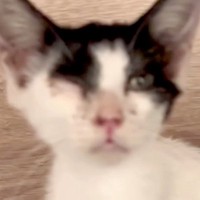 病気で倒れていた野良猫の赤ちゃんを保護→心配した『2匹の犬』が…涙が出る『素敵すぎる展開』が5万再生「泣けちゃう…」「愛情たっぷり」