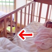 生まれたばかりの『女の子の赤ちゃん』を初めて見た犬2匹→興味津々で見せた『予想外の行動』が211万再生「顔抜けなくなりそうｗ」現在の姿も