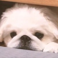 在宅ワーク中に『どうしても構ってもらいたい』と子犬が訴えて…全く仕事がはかどらない『尊すぎる日常』が5万再生「拗ねてる」「めちゃ可愛い」