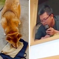 帰省してきた兄→犬に内緒で『高い場所に隠れた』結果…気付いた瞬間の『愛おしい反応』が話題「喜び方が半端ないｗ」「可愛すぎる」と5万再生