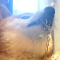 カーペットにイタズラする犬→偶然インターホンが鳴った、次の瞬間…勘違いで見せた『まさかの反応』が82万再生「自覚ありｗ」「反応早くて草」