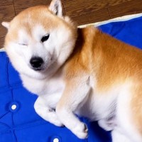 静かに家に帰ったら、熟睡していたはずの犬が…あまりにも尊い『おかえりなさいのおもてなし』が5万再生「ねぼちゅけ可愛すぎｗ」「愛おしい」
