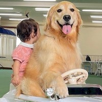 1歳の女の子が車の乗り物で遊んでいたら、大型犬が…『絶対に離れたくない』尊すぎる姿が37万再生　あまりにも平和な光景に反響