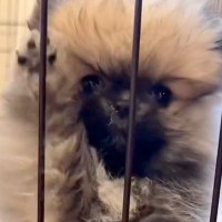 暑がりな赤ちゃん犬→心配なので『凍ったペットボトルをあげた』結果…あまりにも可愛い光景が24万再生「冷やしたぬきｗ」「試したい」と絶賛