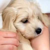 『成長しても５～６キロ』と言われた犬を飼った結果…予想をはるかに上回る『衝撃のビフォーアフター』が49万再生「吹いたｗ」「最高すぎる」