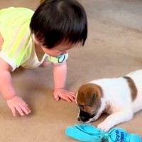 赤ちゃんと保護子犬が一緒に成長した結果…泣けるほど尊い『愛情いっぱいの記録』とまさかのビフォーアフターに「ほっこり」「幸せだね」と反響