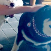 遊びに来た友人を歓迎する2匹の犬→『撫でる順番』で嫉妬して…衝撃的な『まさかの行動』が361万表示「犬神様で草」「必死すぎて可愛いｗ」