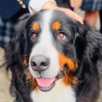 通りすがりの女子高生に『散歩中の超大型犬が囲まれた』結果…微笑ましすぎる『尊い光景』が64万再生「アイドルすぎｗ」「ニッコニコｗ」と絶賛