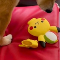 パキッと音がしたので見に行ったら、おもちゃを壊した犬がいて…想像以上に『落ち込んでいる様子』に反響「優しいなあ」「大事なお友達なんだね」