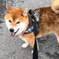 『動物病院に連れて行って』と犬にお願いした結果…もはや人間？まさかの健気な行動が5万再生「お利口すぎる」「一生懸命でいじらしい」と反響