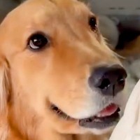 都合が悪くなった犬→お母さんに向かって…絶対に許すしかない『まさかの世渡り術』があざとすぎると99万再生「小悪魔ｗｗ」「甘え方上手」