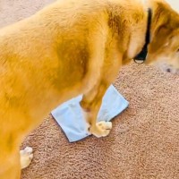 ダンボールや新聞紙を床に置くと『必ず収まろうとする大型犬』→小さなハンカチを置いてみた結果に1万いいね集まる「萌えたｗ」「可愛い」と絶賛