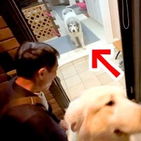 昼間、お父さんに怒られてしまった超大型犬→外出から帰ると…普段とは違った『まさかのお出迎え』が可愛いと反響「チラ見ｗ」「ちゃんと分かってる」