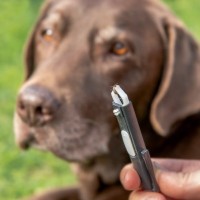 犬の命を脅かす『有害な虫』5選　どんな場所に生息しているの？散歩時の注意点まで解説
