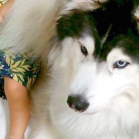 赤ちゃんを守るように添い寝する大型犬→ベッドの端に行きすぎて…微笑ましい『まさかの光景』に1万いいね集まる「お兄ちゃんの顔」「可愛すぎ」