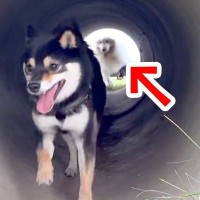 『土管の中』を走った大型犬→豪快に転んでしまった結果、お友だちが…まるで『アニメの一コマのような光景』に2万いいね「素敵な友情」と称賛