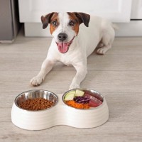 犬にとって『危険な食器』3選　避けたほうがいい理由やお皿選びのポイントまで