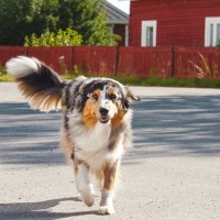 犬が尻尾をブンブン振っているときの心理4つ　愛犬が伝えたいことから見極めるポイントまで