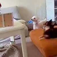 部屋で走り回っていた２匹の犬→突然『亡くなった犬の写真』を見つめて…涙あふれる『まさかの光景』が14万再生「明らかにいる」「触ってるね」