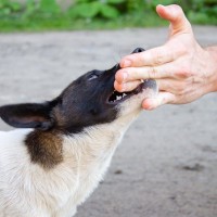 犬が家族だと思っていない人にみせる行動4選　信用されない人の特徴や嫌われる要因まで