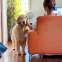 ママに撫でられて嬉しそうな大型犬→パパが『仕事に行ってくるね』と声をかけた結果…『あからさまな態度の違い』が6万再生「塩対応で草」と反響