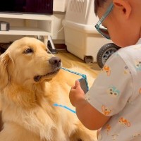 男の子のサングラスを奪った大型犬→困り果ててしまい…あまりにも平和な『尊い攻防戦』と結末が73万再生「幸せな光景」「巨大権力ｗ」と絶賛