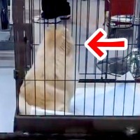 トリミングサロンへ犬をお迎えに→2時間ぶりに再会したら…あまりにも尊い『気付いた瞬間の反応』が196万再生「最高すぎ」「モフモフしたい」