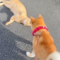 散歩中の犬が『グイグイくる野良猫』に遭遇した結果…予想外すぎる『まさかの展開』が91万再生「そういうパターンもあるのｗ」「あざと可愛い」