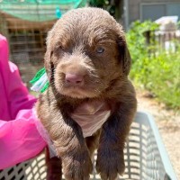 『大型犬を飼うこと』が夢だった夫婦→飼い始めたら、想像よりも大変で…思わず泣ける『１歳を迎えるまでの軌跡』が23万再生「素敵な家族」の声