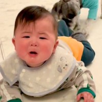 キッチンに侵入しようとする赤ちゃん→危険を感じた犬が…本当の姉と弟のような『必死すぎる止め方』が271万再生「容赦なくて草」「助かるｗ」