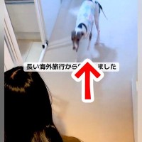 13日間の新婚旅行中、母に犬を預けた結果→『忘れられているかな』と思ったら…感動的な『再会の瞬間』に反響「寂しかったんだ」「耳かわいい」
