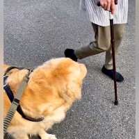 散歩中、見知らぬおばあちゃんを発見→大型犬が突然…とんでもなく尊い『あたたかすぎる光景』に感動の声「優しい」「付きまとわれたい」と反響