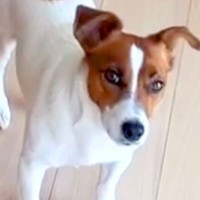 電話をしていたら、聞き耳を立てる犬が…会話内容によって変わる『子どものような反応』が108万再生「表情が切ないｗ」「わかるｗ」共感の声も