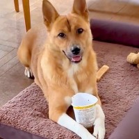 新しいベッドに大喜びする犬→夜、同居している白黒ネコたちが…あまりにも切ない『想定外の光景』が10万再生「可愛すぎるｗ」「優しい」と絶賛