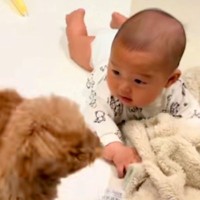 赤ちゃんが転がっていたら、たまたま犬と目が合って…芸人顔負けの『100点満点な行動』が90万再生「四度見ｗｗ」「赤ちゃん余裕あって草」