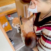 出産のため２週間の検査入院→退院後、赤ちゃんと家に帰った結果…涙が出るほど素敵な『秋田犬のはじめまして』が72万再生「なんか泣けた」