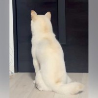 パパが仕事に行ってしまった結果、お留守番になった犬が…この世の終わり？『絶望のリアクション』に爆笑「悪いけど笑ったｗ」「抱きしめたいｗ」