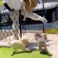 ママが1ヶ月の入院→退院して家に帰った次の瞬間…気付いた犬たちによる『熱烈大歓迎』が泣けると反響「ウルウルした」「温かい家族」と絶賛