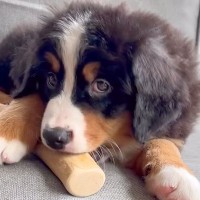 夫婦で大型犬の赤ちゃんをお迎え→ぬいぐるみよりも小さかったのに…１年後の『まさかの光景』に感動「可愛さどんどん増す」「笑顔増えて素敵」