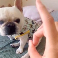 いたずらで『パパにでこぴんした』結果→隣にいた犬が勘違いをして…平和主義すぎる『まさかの解決方法』が25万再生「たまらんｗ」「可愛すぎ」