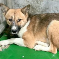 怯えた表情でオリの隅にいた『小さな保護犬』→処分寸前で救い出した結果…涙が出るほどあたたかい『感動の光景』に反響「ありがとう」「幸せに」