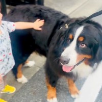 散歩中、男の子に出会った超大型犬→撫でてもらっていたら…あまりにも平和な『まさかのハプニング』が18万再生「全部が可愛い」「幸せ空間」