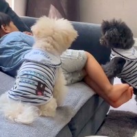 ついさっきまで遊んでいた男の子が『39.2度の高熱』に→2匹の犬が近づいて…優しすぎる『尊い光景』に反響「心配だよね」「守ってる」と称賛