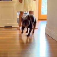 海外で暮らす男性→家族が亡くなり、緊急帰国のため『友人に犬を１週間預けた』結果…思わず涙する『再会の瞬間』が15万再生「愛が溢れてる…」