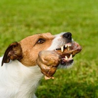 犬が飼い主に向かって『唸る』のはどうして？5つの心理から適切な対処法まで解説