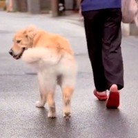 赤ちゃんを抱っこしている最中、大型犬は何回振り向くのか試したら…思わず笑顔になる『検証結果』が話題　ペースを合わせる優しさにほっこり