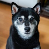 老犬の深夜徘徊は見過ごしていいの？夜中に歩き回る原因から飼い主が取るべき対策まで